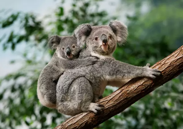 La medida gener� cr�ticas al Gobierno australiano.