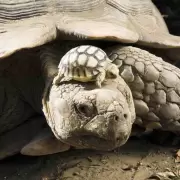 Tortuga de 100 años es madre por primera vez y renueva la esperanza de su especie