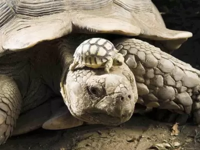 Nacieron de una madre de 100 a�os.