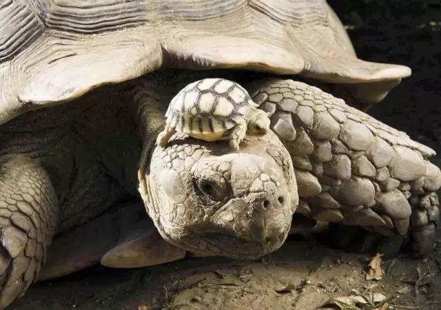 Nacieron de una madre de 100 a�os.