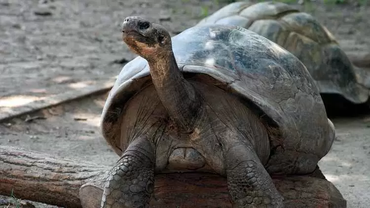 Una tortuga gigante de Gal�pagos se convirti� en madre primeriza en el zool�gico de Filadelfia.