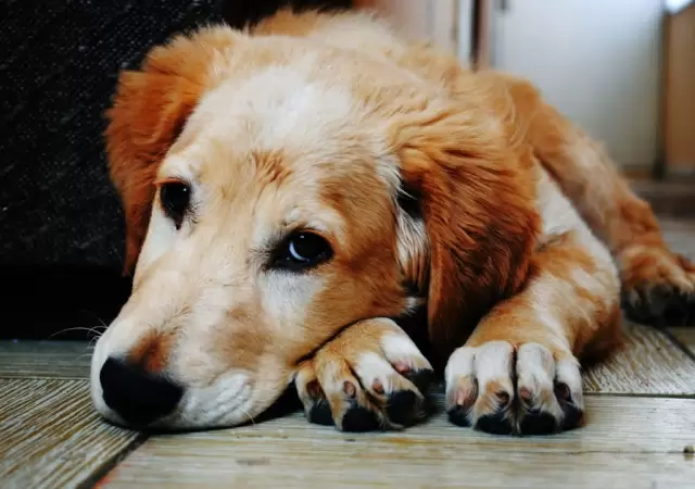 Argentina lidera el ranking mundial de tenencia de mascotas.