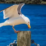 El ins�lito campeonato que premia a quien mejor imita a una gaviota