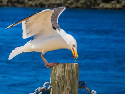 Gaviotas.