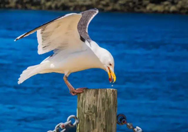 Gaviotas.