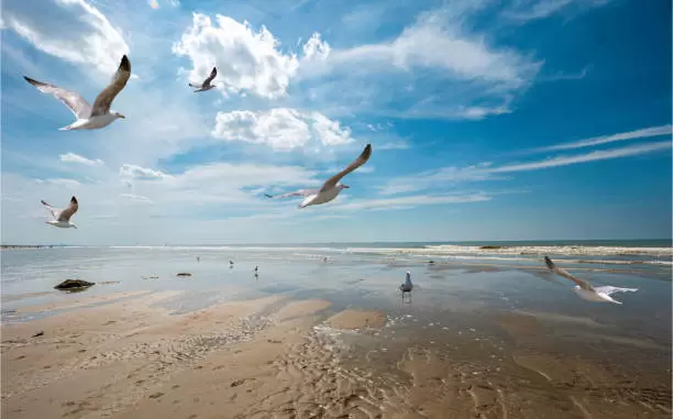 Bandada de gaviotas.