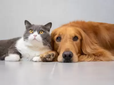 Perros y gatos irresistibles.