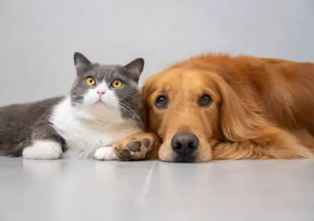 Perros y gatos irresistibles.