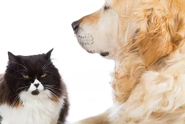 Perro y gato.