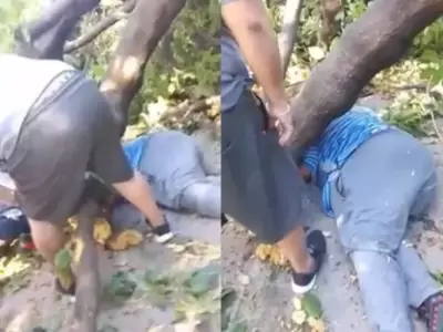 El anciano muri� aplastado por un viejo �rbol.
