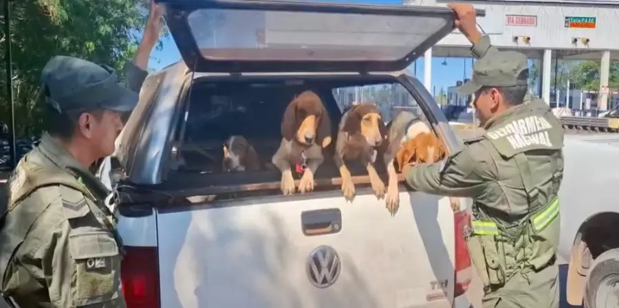 Rescate de perros