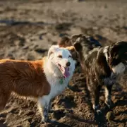 Tenencia responsable de animales: por qu� no ten�s que dejar atado a tu perro