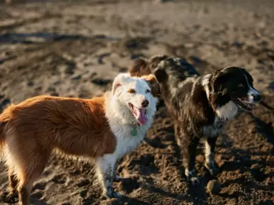 Claves para garantizar el bienestar de tus animales de compa��a.