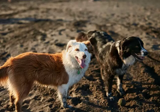 Claves para garantizar el bienestar de tus animales de compa��a.