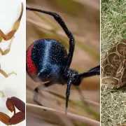 Aumentan las picaduras de animales venenosos: cómo reconocerlos y actuar