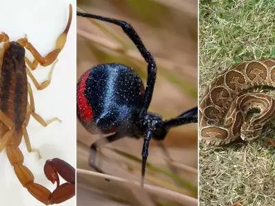Aumentan las picaduras de animales venenosos: c�mo reconocerlos y actuar