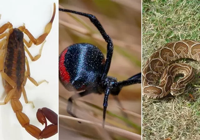 Aumentan las picaduras de animales venenosos: c�mo reconocerlos y actuar