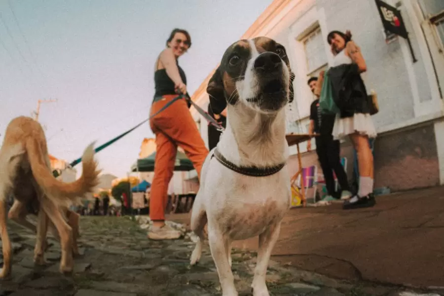 Divertida vista de ojo de pez de perros con correa en un mercado al aire libre, capturando una atm�sfera animada y vintage.