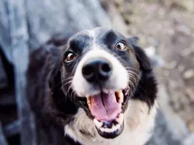 Fotograf�a De Enfoque Superficial De Border Collie Blanco Y Negro Adulto