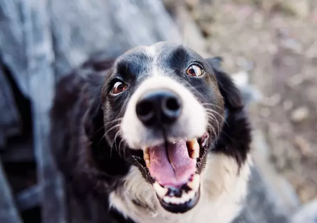 Fotograf�a De Enfoque Superficial De Border Collie Blanco Y Negro Adulto