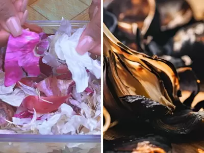 La quema de c�scaras de ajo, es recomendable los viernes.