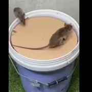 Video: mostró cómo atrapaba ratas y se hizo megaviral en redes