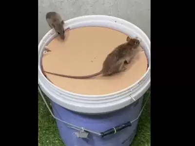 Captura de video.