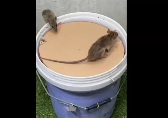 Captura de video.