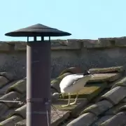 Gaviotas y fumata blanca: �se�al divina o simple coincidencia?