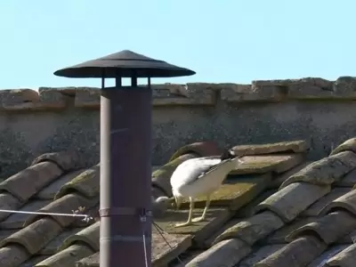 Gaviotas y fumata blanca: �se�al divina o simple coincidencia?