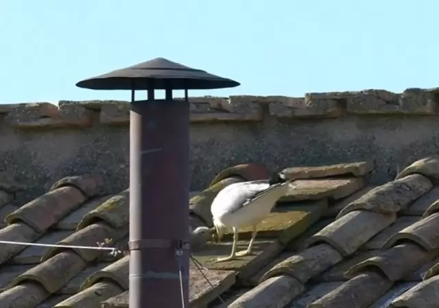 Gaviotas y fumata blanca: �se�al divina o simple coincidencia?