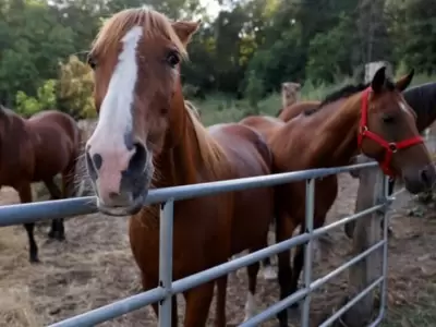 Ola de robos y faena clandestina de caballos sacude al Este mendocino