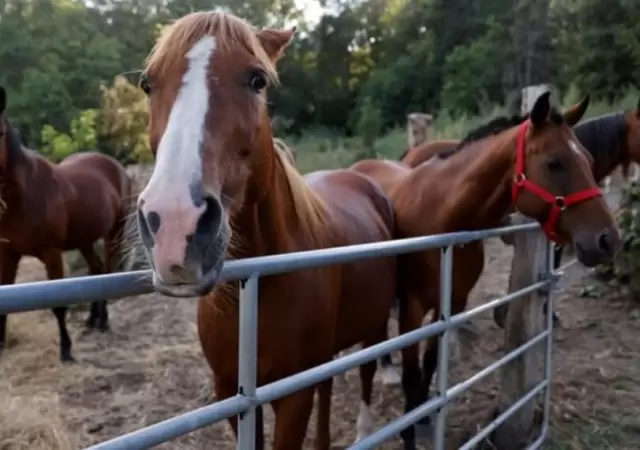Ola de robos y faena clandestina de caballos sacude al Este mendocino