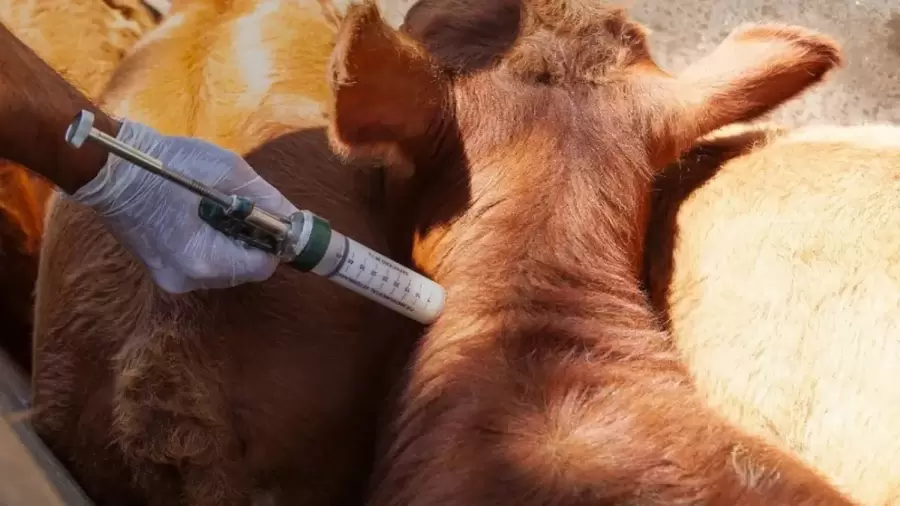 Se busca abaratar los costos de insumos clave para la producci�n animal. (Foto: archivo web)