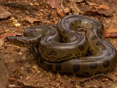 Anaconda./