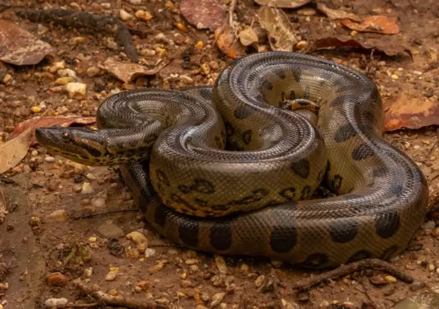 Anaconda./
