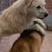 Video viral: el perrito 'con aura' que impone respeto y frena peleas en un refugio