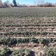 Por primera vez, el or�gano tendr� Identificaci�n geogr�fica, y es el de San Carlos