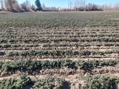 Producci�n de San Carlos