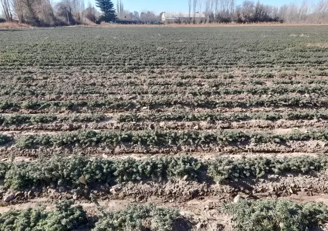 Producci�n de San Carlos