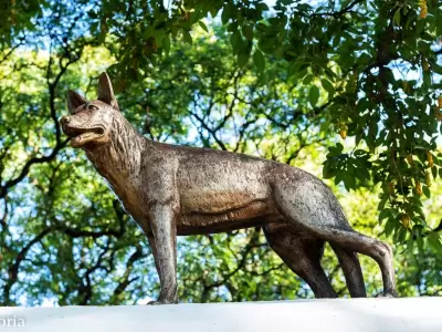 Chonino, el perro h�roe argentino.