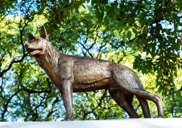 Chonino, el perro h�roe argentino.