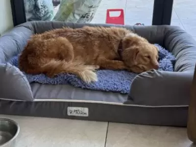 Perrita perdida regres� a casa tras un viaje de 160 kil�metros.