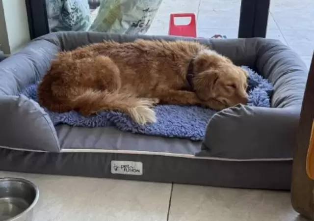 Perrita perdida regres� a casa tras un viaje de 160 kil�metros.