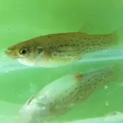 Sin insecticidas: distribuyen peces para frenar el dengue en reservorios de agua