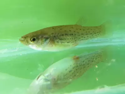 Estos peces, de apenas 2,5 a 3 cent�metros, tienen una alta capacidad para alimentarse de larvas de mosquito.