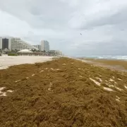 Sargazo en las playas de Canc�n: as� es la impactante invasi�n que afecta al Caribe