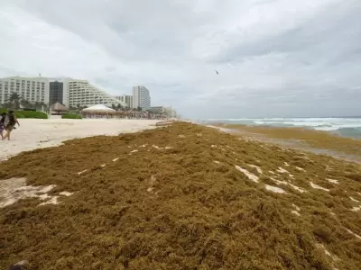 La proliferaci�n del sargazo se debe a m�ltiples factores interrelacionados en el Atl�ntico tropical.
