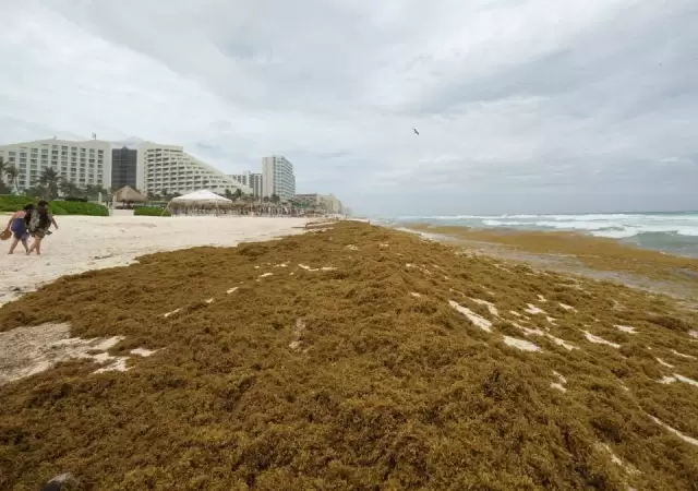 La proliferaci�n del sargazo se debe a m�ltiples factores interrelacionados en el Atl�ntico tropical.