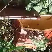 �Broma macabra o mensaje mafioso? Hallaron un ata�d de beb� cerca de una escuela